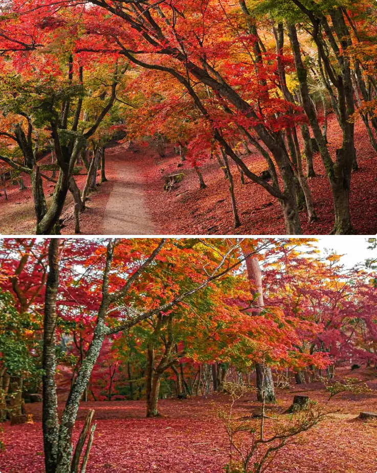 Shuzenji Nature Park with red and orange maple leaves in autumn