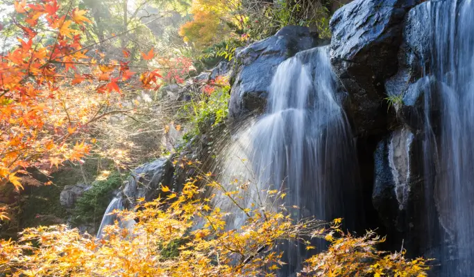 Autumn Special: Atami Kinomiya Shrine/Atami Plum Garden + Shuzenji Niji-no-Sato/Shuzenji Natural Park + Izu Onsen Hot Springs from Tokyo (Nov 15~Dec 15)