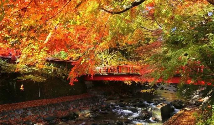 Autumn Special: Atami Kinomiya Shrine/Atami Plum Garden + Shuzenji Niji-no-Sato/Shuzenji Natural Park + Izu Onsen Hot Springs from Tokyo (Nov 15~Dec 15)