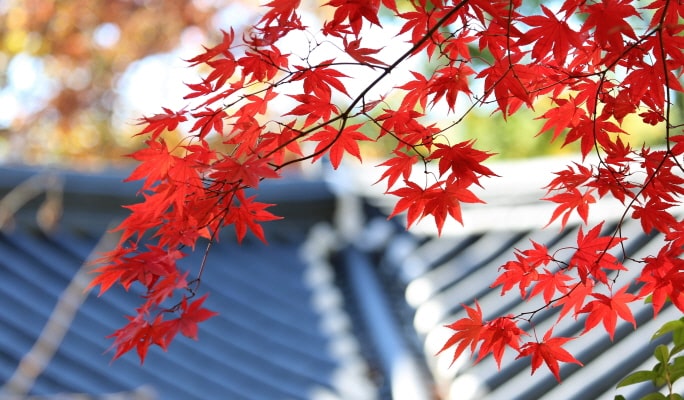 韓国の秋・紅葉1日ツアー(釜山↔近郊、10月28日～11月15日)