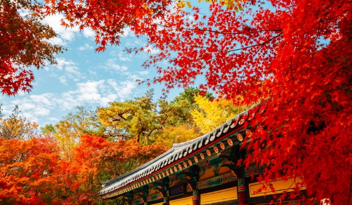 韓国の秋・紅葉1日ツアー(釜山↔近郊、10月28日～11月15日)