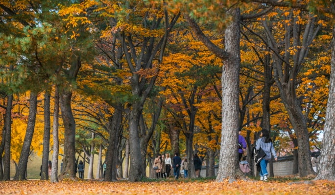韓国の秋・紅葉1日ツアー(釜山↔近郊、10月28日～11月15日)