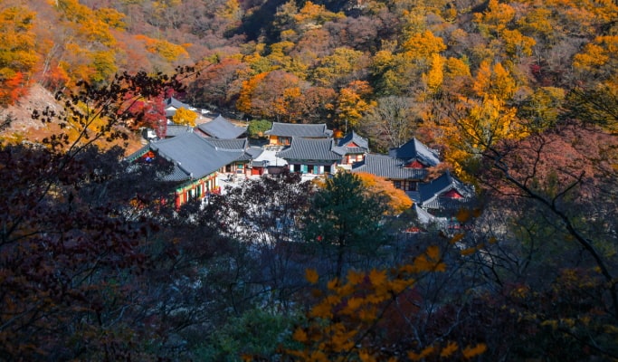 [Autumn Foliage] Naejangsan/ Jirisan/ Juwangsan/ Gyeongju 1 Day Tour - from Busan (Oct 26~Nov 20)