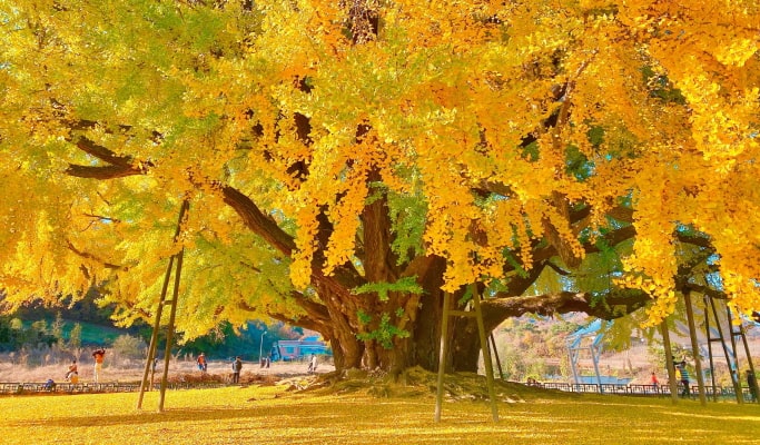 韓國秋季/楓葉Instagram景點一日遊（首爾↔周邊，10月10日~21日）