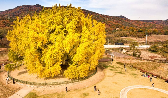 韓國秋季/楓葉Instagram景點一日遊（首爾↔周邊，10月10日~21日）
