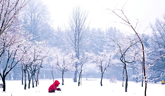 Premium Bus Tour: Nami Island + Petite France + The Garden of Morning Calm - from Seoul (+Breakfast/Free Wi-Fi on the Bus)