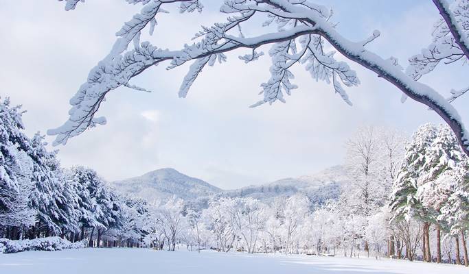 Premium Bus Tour: Nami Island + Petite France + The Garden of Morning Calm - from Seoul (+Breakfast/Free Wi-Fi on the Bus)