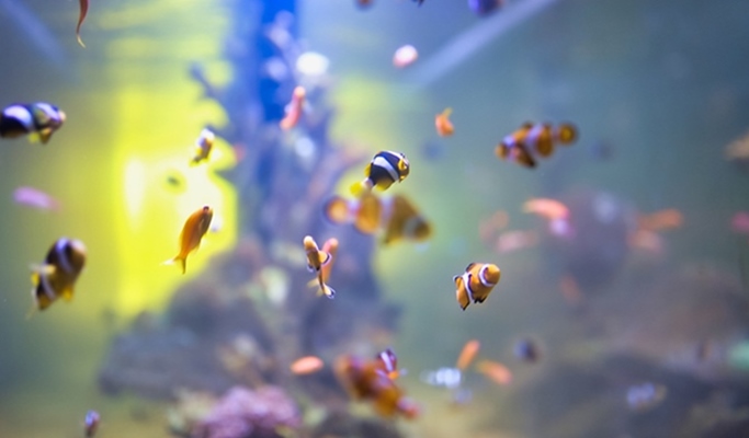 Flower Land Pattaya Discount Ticket (+Aquarium)