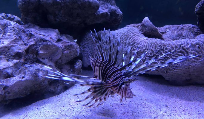 Flower Land Pattaya Discount Ticket (+Aquarium)
