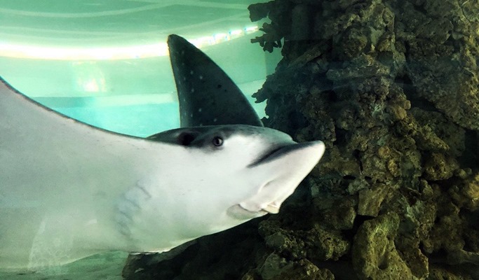 Flower Land Pattaya Discount Ticket (+Aquarium)