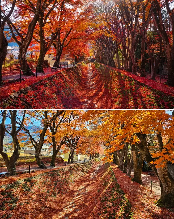 Path lined with maple trees at Maple Corridor
