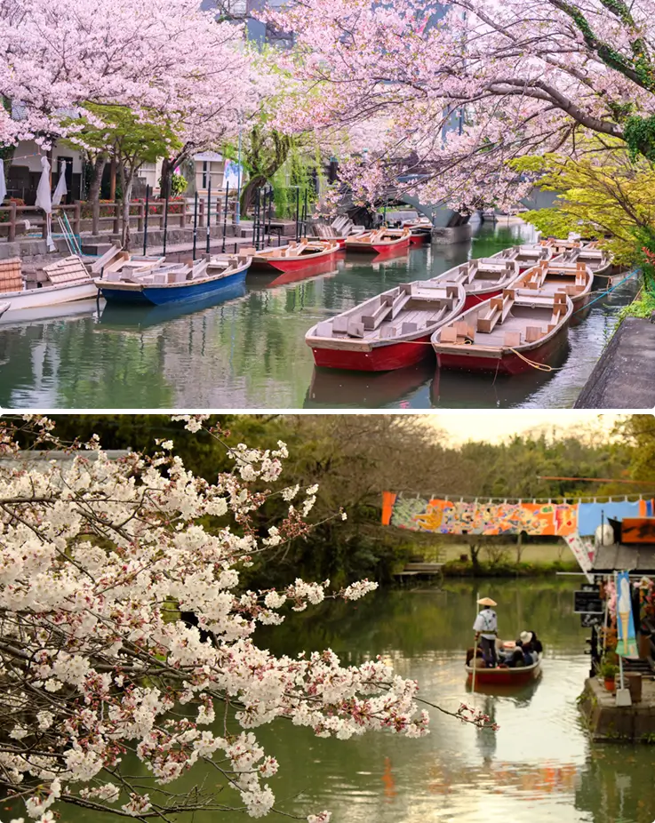 Yanagawa River in the springtime with cherry blossoms in full bloom along the banks.