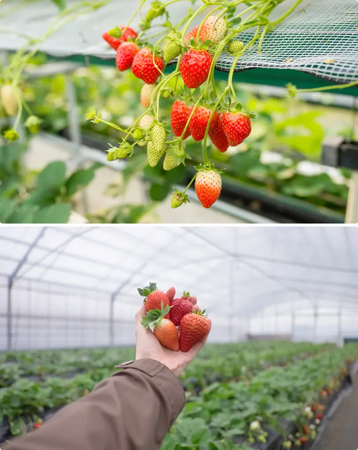 Strawberry picking experience in the Yame region on a day tour from Fukuoka.