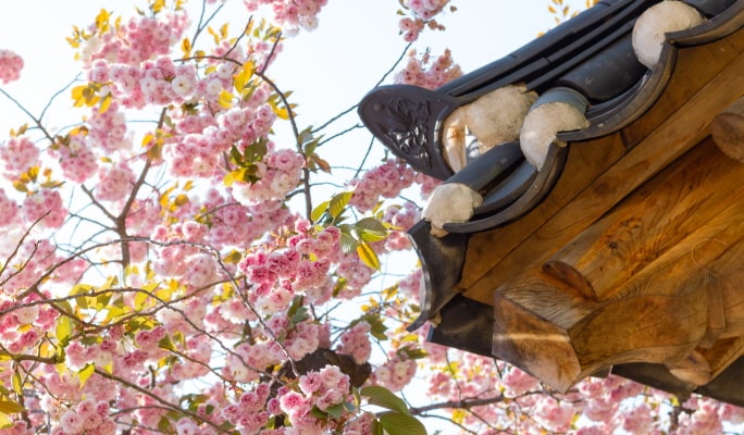 春季特輯：首爾出發 - 水原華城/寺廟/平澤春花節 - 櫻花名勝一日遊（4月7日~26日）