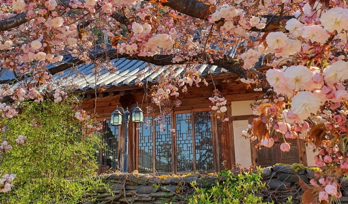春季特輯：首爾出發 - 水原華城/寺廟/平澤春花節 - 櫻花名勝一日遊（4月7日~26日）
