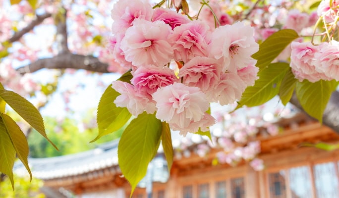 春季特輯：首爾出發 - 水原華城/寺廟/平澤春花節 - 櫻花名勝一日遊（4月7日~26日）