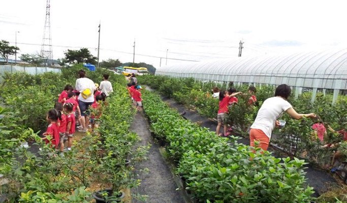Ganghwa Island 1 Day Join-In Tour (+ Luge ride/Blueberry Picking) - from Seoul