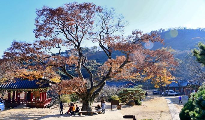 Ganghwa Island 1 Day Join-In Tour (+ Luge ride/Blueberry Picking) - from Seoul