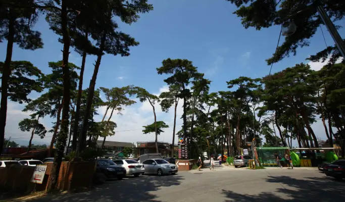 Gangneung 1 Day Tour from Seoul: Haslla Art World & Badabuchae Seaside Trail