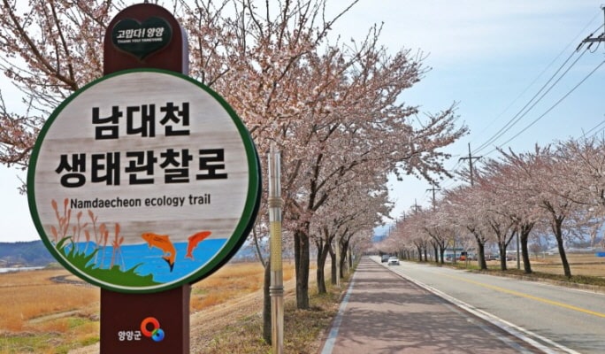 Spring Special: Gangwondo Cherry Blossom 1 Day Tour from Seoul (Apr 5~12)