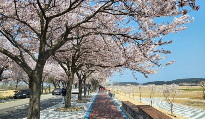 Spring Special: Gangwondo Cherry Blossom 1 Day Tour from Seoul (Apr 5~12)