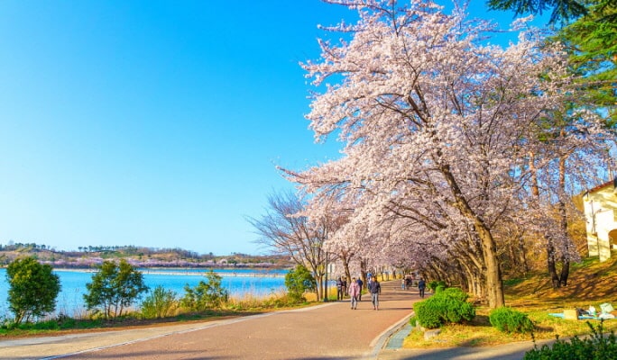 Spring Special: Gangwondo Cherry Blossom 1 Day Tour from Seoul (Apr 5~12)