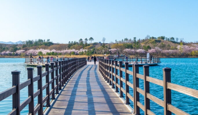 Spring Special: Gangwondo Cherry Blossom 1 Day Tour from Seoul (Apr 5~12)