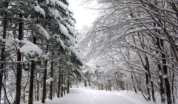Winter K-Drama 1 Day Private Tour: Gangwon Province