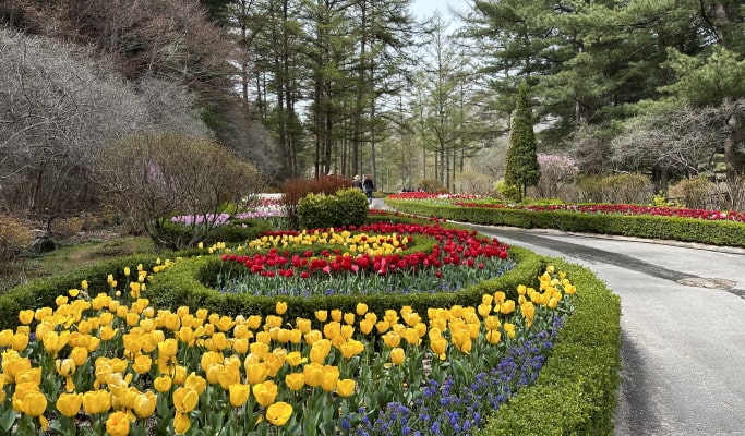 Gapyeong Train & City Tour Bus Ticket (+ Nami Island, Garden of Morning Calm & more) (~June 30)