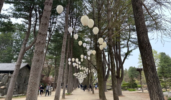 Gapyeong Train & City Tour Bus Ticket (+ Nami Island, Garden of Morning Calm & more) (~June 30)
