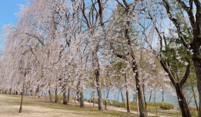 春季特輯：加平伊甸園櫻花路＋南怡島＋江村鐵道自行車1日遊 - 首爾出發（4月13日~17日）