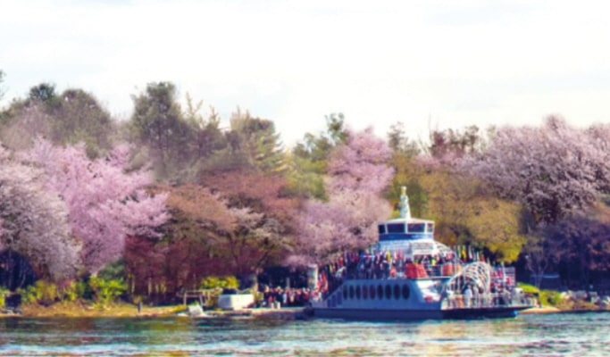 春季特輯：加平伊甸園櫻花路＋南怡島＋江村鐵道自行車1日遊 - 首爾出發（4月13日~17日）