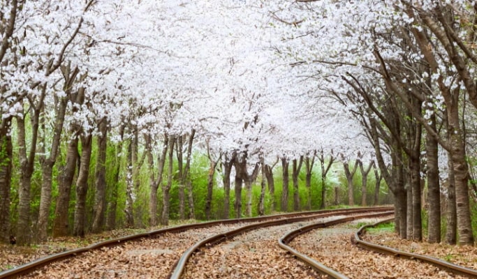 春季特輯：加平伊甸園櫻花路＋南怡島＋江村鐵道自行車1日遊 - 首爾出發（4月13日~17日）