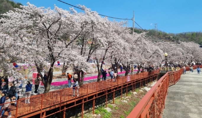春季特輯：加平伊甸園櫻花路＋南怡島＋江村鐵道自行車1日遊 - 首爾出發（4月13日~17日）