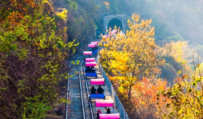 Nami Island & Apple Picking (+Rail Bike/ The Stay Healing Park/ Alpaca Garden) Tour