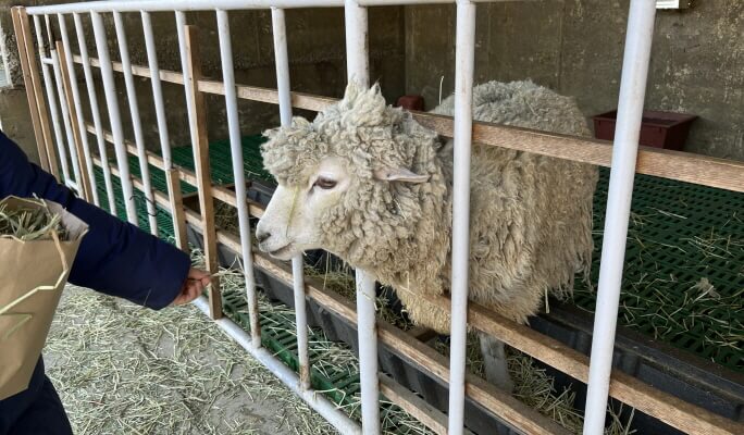 Gapyeong Sheep Farm + Nami Island + Garden of Morning Calm (+Gapyeong Rail Bike/Petite France) 1 Day Tour from Seoul