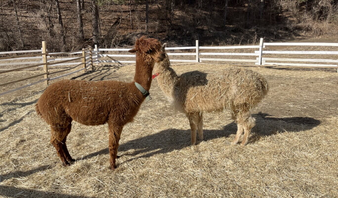 Gapyeong Sheep Farm + Nami Island + Garden of Morning Calm (+Gapyeong Rail Bike/Petite France) 1 Day Tour from Seoul