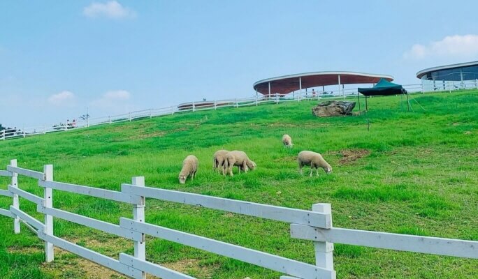 Gapyeong Sheep Farm + Nami Island + Garden of Morning Calm (+Gapyeong Rail Bike/Petite France) 1 Day Tour from Seoul