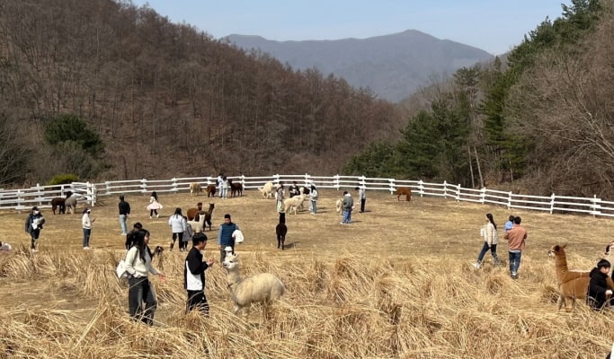 加平羊群牧場優惠門票