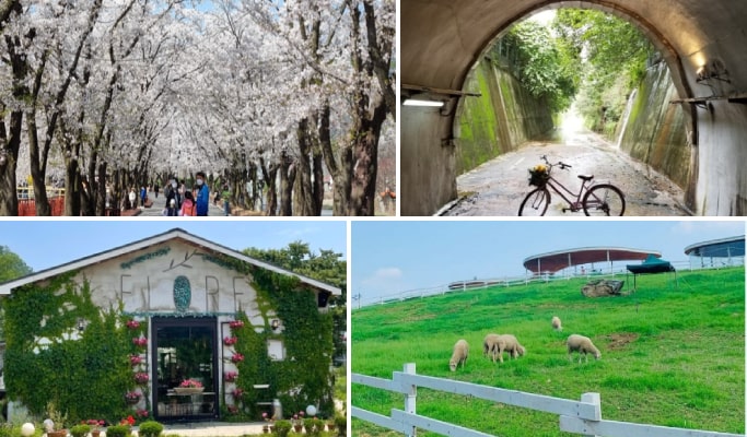 Spring Special: Gapyeong Eden Cherry Blossom Road & Sheep Farm 1 Day Tour - from Seoul (Mar 28~Apr 21)