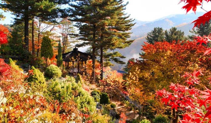 [Autumn Foliage] Private Tour to Nami Island, Suwon, Seoraksan, Naejangsan or Daedunsan National Park - from Seoul (Oct 15~Nov 21)