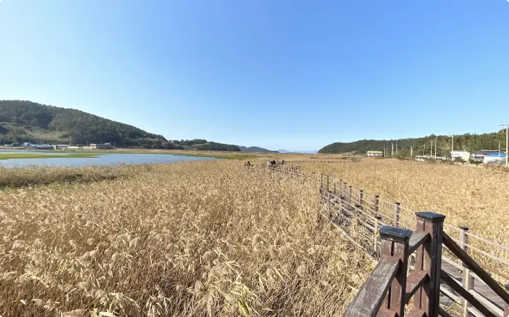 Wooden walkway through wetlands and flowers at Gasari Ecological Park