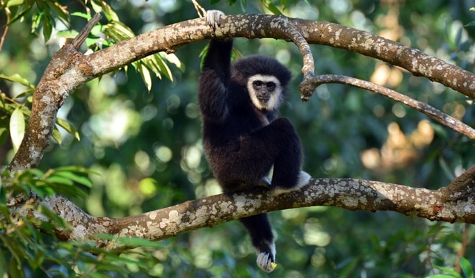Flight of the Gibbon - 1 Day Zipline Adventure from Chiang Mai (+Segway Tour/Elephant Sanctuary Visit)