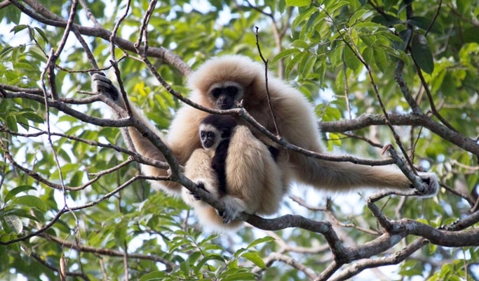 Flight of the Gibbon - 2D1N Zipline Adventure from Chiang Mai (+Segway Tour/Mountain Biking)