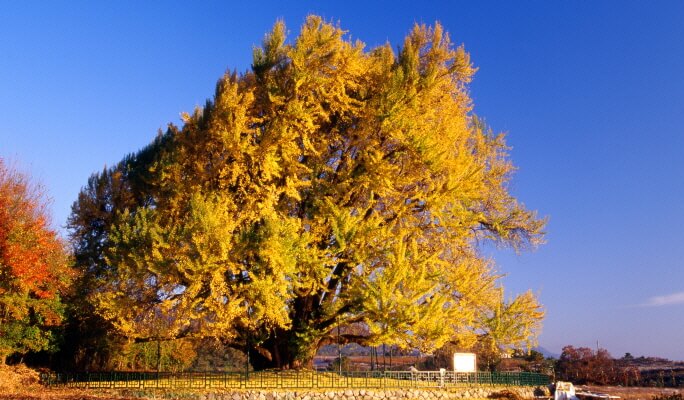 [Gangwon Wonderland] Relaxing Nature Escape Gangwon Tour from Seoul