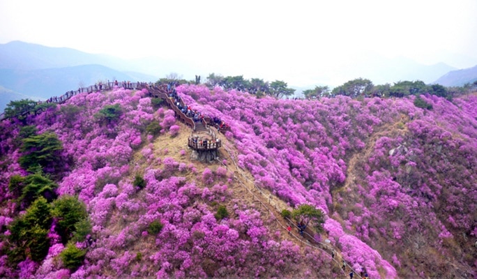 春季特輯：2025 年高麗山杜鵑花節接駁巴士套餐（4月11日~13日）