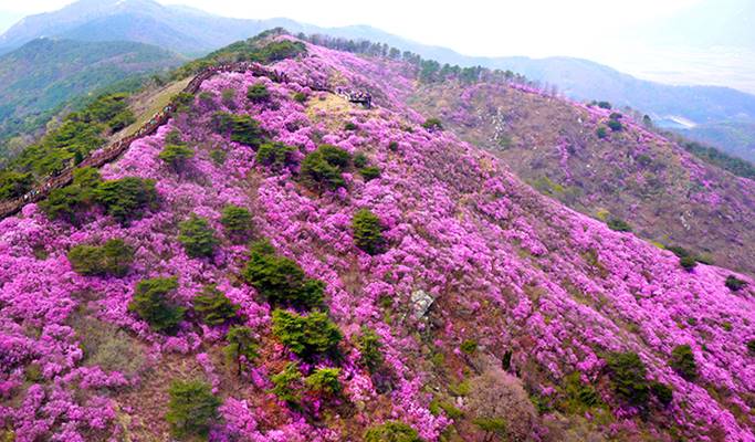 Spring Special: Goryeosan Mountain Azalea Festival + Oepo Port Seafood Market 1 Day Tour - from Seoul (April 14~22)