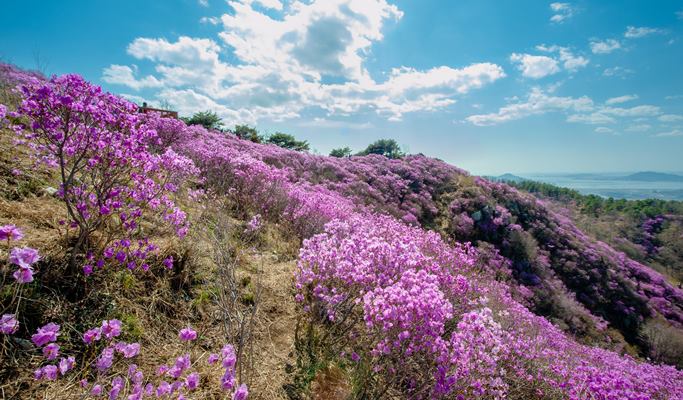 Spring Special: Goryeosan Mountain Azalea Festival + Oepo Port Seafood Market 1 Day Tour - from Seoul (April 14~22)