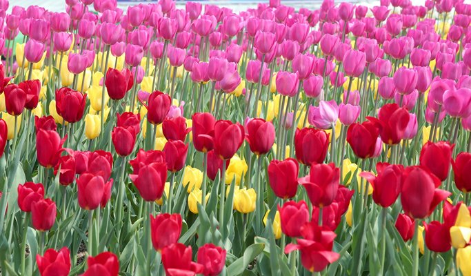 Goyang International Flower Festival & DMZ 1 Day Tour (Sep 25~Oct 9)