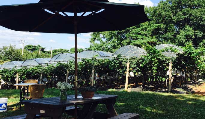 Daecheon Beach Sky Bike & Grape Picking Tour (Sep 7~Oct 10)